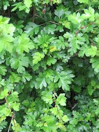 Attēlu rezultāti vaicājumam “Crataegus x macrocarpa leaf”
