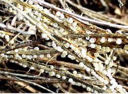 Attēlu rezultāti vaicājumam “Diderma montanum var. album macro”