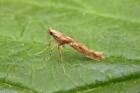 Attēlu rezultāti vaicājumam “Caloptilia hemidactylella”