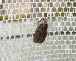 Attēlu rezultāti vaicājumam “Agonopterix ciliella imago”