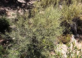 Attēlu rezultāti vaicājumam “Santalaceae”