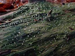 Attēlu rezultāti vaicājumam “Multiclavula mucida”