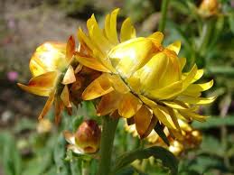 Image result for Helichrysum bracteatum