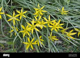 Attēlu rezultāti vaicājumam “Gagea pratensis flower”
