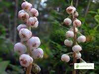 Attēlu rezultāti vaicājumam “Pyrola media”