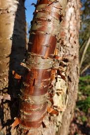 Attēlu rezultāti vaicājumam “Syringa reticulata subsp. amurensis”