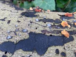 Attēlu rezultāti vaicājumam “Myxarium nucleatum”