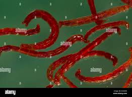 Attēlu rezultāti vaicājumam “Cystiphora sanguinea larva”