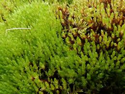 Attēlu rezultāti vaicājumam “Bryum pseudotriquetrum”