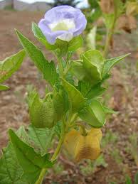 Attēlu rezultāti vaicājumam “Nicandra physalodes”