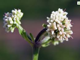 Attēlu rezultāti vaicājumam “Sanicula europaea bud”