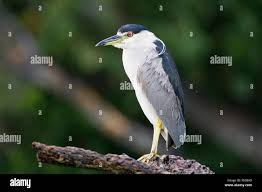Attēlu rezultāti vaicājumam “Nycticorax nycticorax adult”