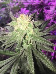 Attēlu rezultāti vaicājumam “Cannabis sativa fruit”