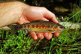 Image result for Oncorhynchus mykiss