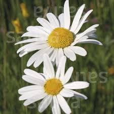 Image result for Chrysanthemum leucanthemum