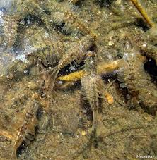 Attēlu rezultāti vaicājumam “Siphlonurus male”