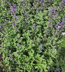 Attēlu rezultāti vaicājumam “Nepeta x faassenii”