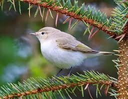 Image result for Phylloscopus orientalis