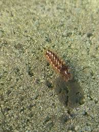 Attēlu rezultāti vaicājumam “Acronicta rumicis larva”