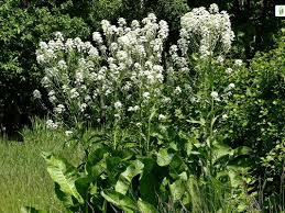 Attēlu rezultāti vaicājumam “Armoracia rusticana flower”