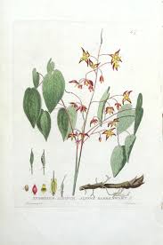 Attēlu rezultāti vaicājumam “Epimedium alpinum  flower”