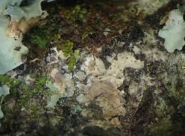 Attēlu rezultāti vaicājumam “Physcia aipolia”