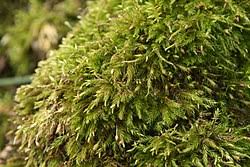 Attēlu rezultāti vaicājumam “Schistidium apocarpum”