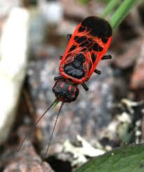 Attēlu rezultāti vaicājumam “Caenolyda reticulata”
