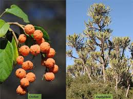 Attēlu rezultāti vaicājumam “Euphorbiaceae”