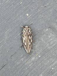 Attēlu rezultāti vaicājumam “Chalcophora mariana”