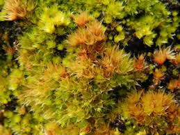 Attēlu rezultāti vaicājumam “Bryum pallens”