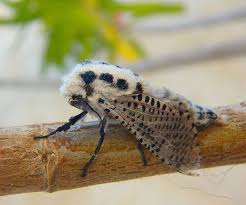 Attēlu rezultāti vaicājumam “Cossidae”