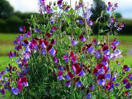 Image result for Lathyrus odoratus