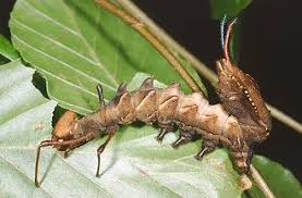 Attēlu rezultāti vaicājumam “Stauropus fagi”