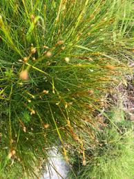 Attēlu rezultāti vaicājumam “Trichophorum cespitosum”