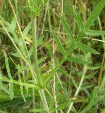 Attēlu rezultāti vaicājumam “Knautia arvensis leaf”