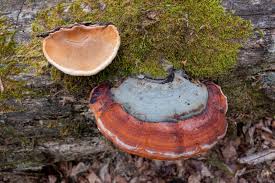 Attēlu rezultāti vaicājumam “Fomitopsis rosea”