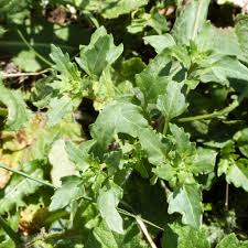 Attēlu rezultāti vaicājumam “Chenopodium rubrum”