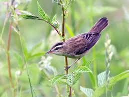 Attēlu rezultāti vaicājumam “Acrocephalus schoenobaenus adult”