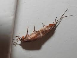 Attēlu rezultāti vaicājumam “Chaetopteryx villosa”