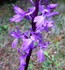 Attēlu rezultāti vaicājumam “Orchis mascula”