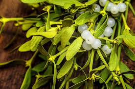 Attēlu rezultāti vaicājumam “Viscum album leaf”