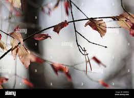 Attēlu rezultāti vaicājumam “Euonymus verrucosus leaf”