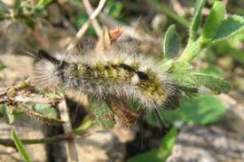 Attēlu rezultāti vaicājumam “Gynaephora selenitica”