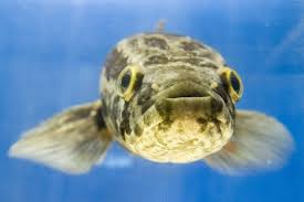 Image result for Channa argus