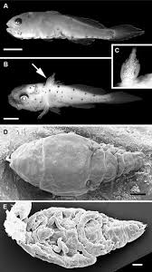 Image result for Micropogonias undulatus