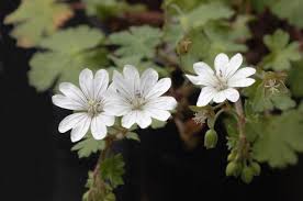 Attēlu rezultāti vaicājumam “Geranium pyrenaicum flower”