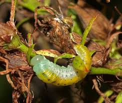 Attēlu rezultāti vaicājumam “Tenthredo mandibularis larva”