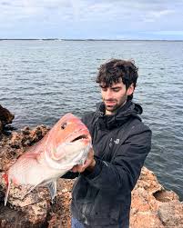 Image result for Pagrus auratus