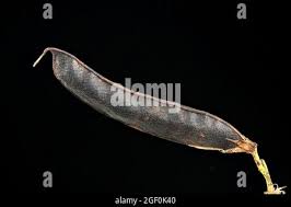 Attēlu rezultāti vaicājumam “Lathyrus pratensis fruit”